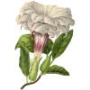 🌿