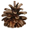 🌰
