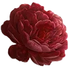🌹