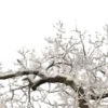🌳