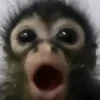 😲