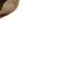 🦌