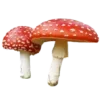 🍄