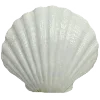 🐚