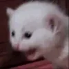 😾