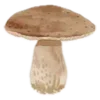 🍄