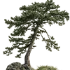 🌳