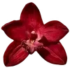 🌺