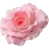 🌸