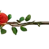 🌹