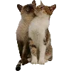 🐈‍⬛