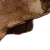 🦌