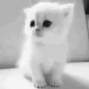 🍙