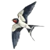 🕊