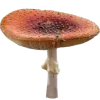 🍄