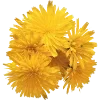 🌼