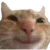 😼