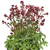 🌿