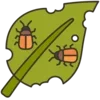 🪲