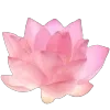 🌸