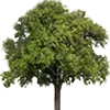 🌳