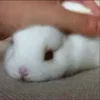 🐰