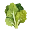 🥬