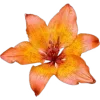 🌺