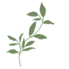 🌿