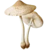 🍄