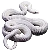 🐍
