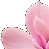 🌸