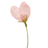 🌸