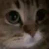 🐈‍⬛