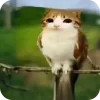 🦉