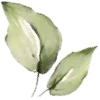 🍃
