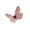 🦋