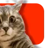 😼