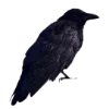 🕊️