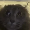 🐈‍⬛