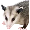 🫥