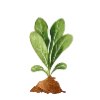 🌱
