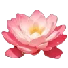 🌺