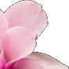 🌸