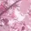🌸