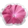 🌸