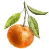 🍊