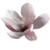 🌺