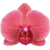 🌸