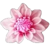 🌸
